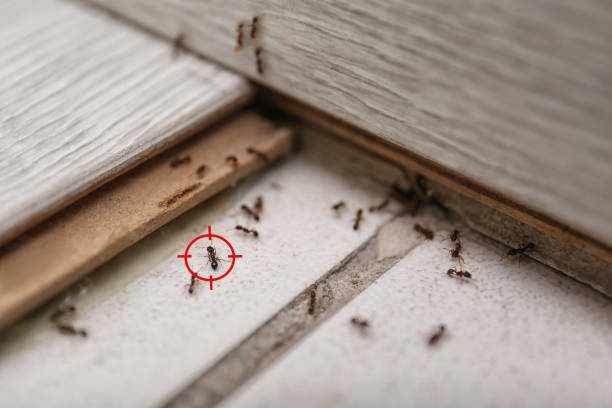 Best Pest Prevention Services  in Hillsborough, CA