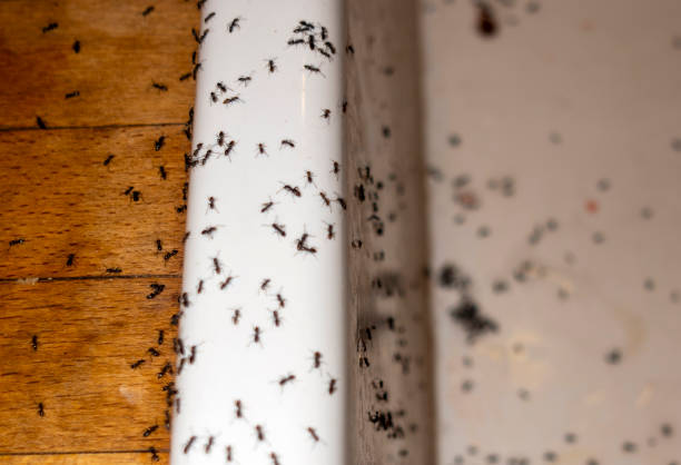Best Pest Control Near Me  in Hillsborough, CA