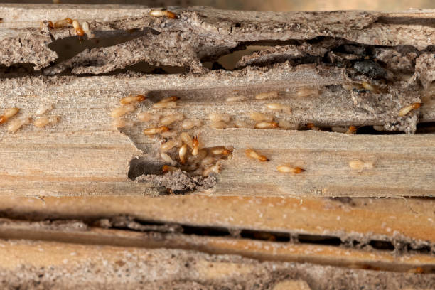 Best Pest Control for Businesses  in Hillsborough, CA